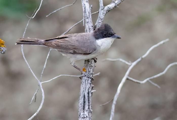 Eastern Orphean Warbler © Chris Grffin, April 2024