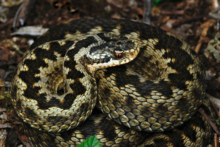 Adder, UK shutterstock_1281879778.jpg
