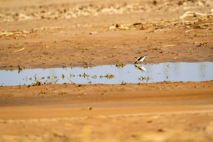 Black-crowned Wheatear © Adam Court, March 2026 tour