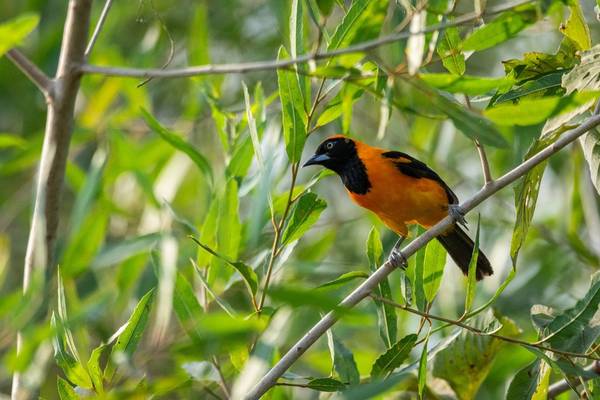 Orange-backed Troupial, Paraguay shutterstock_2363419661.jpg