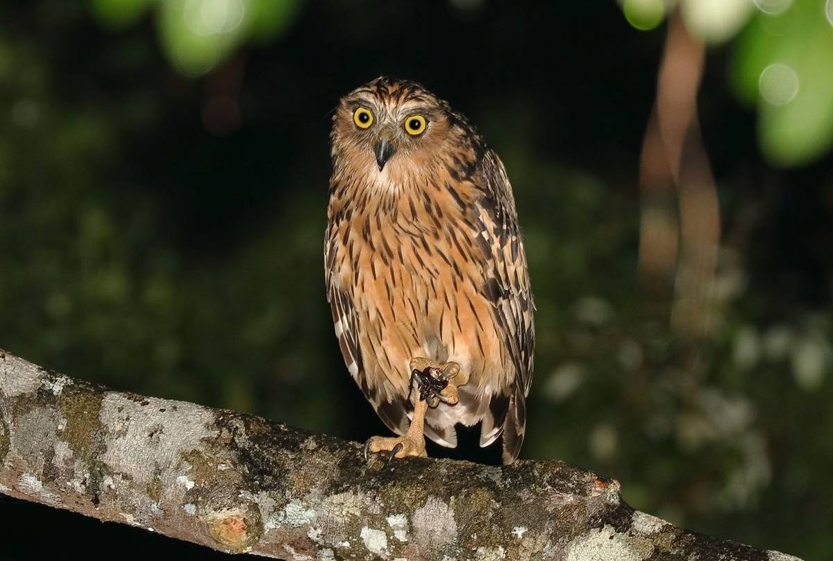 Buffy Fish Owl (Andy Hawkins)