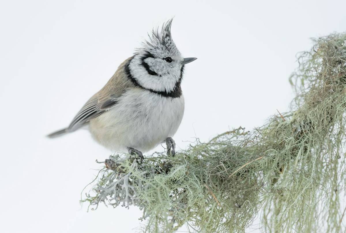 Crested Tit shutterstock_1609329109.jpg