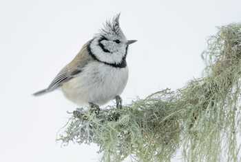 Crested Tit shutterstock_1609329109.jpg