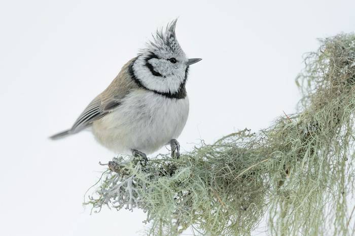 Crested Tit shutterstock_1609329109.jpg