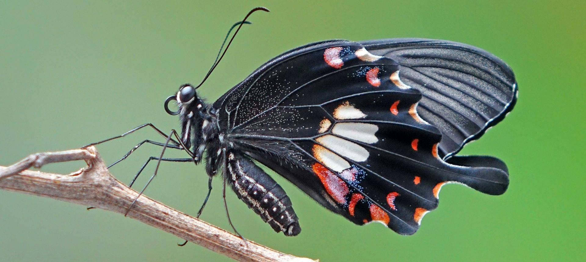 Common Mormon Butterfly Shutterstock 784825129
