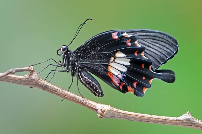 Common Mormon Butterfly Shutterstock 784825129