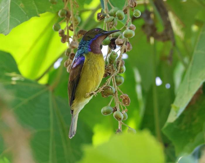 Brown-throated Sunbird (Palawan)