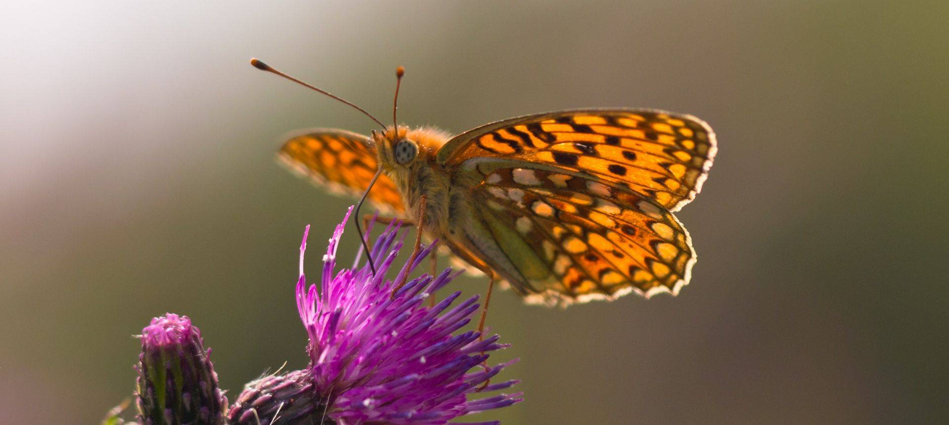 Niobe Fritillary Shutterstock 143723125