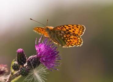 France - Butterflies of the Pyrenees