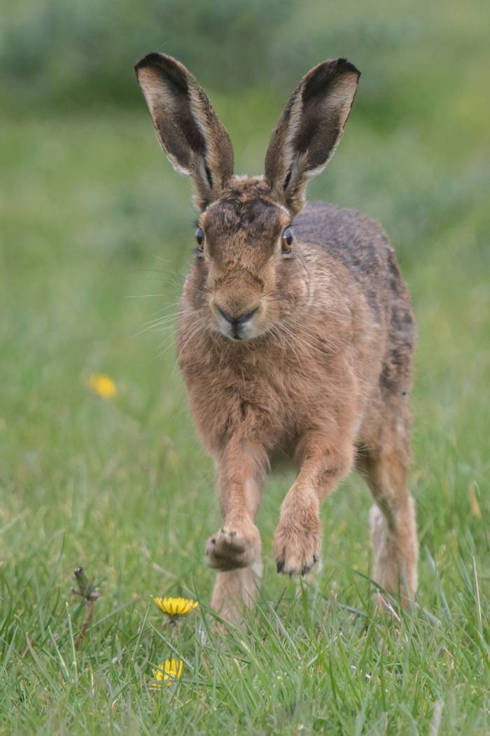European Hare (Tim Melling)