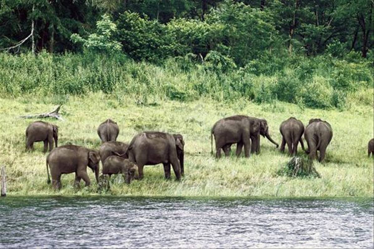 Asian Elephants, Nagarhole
