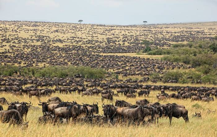 Wildebeest,  Masai Mara, Kenya