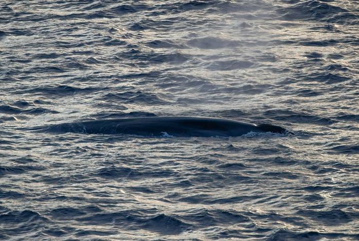 Fin Whale, Bay of Biscay (Chris Griffin).jpg