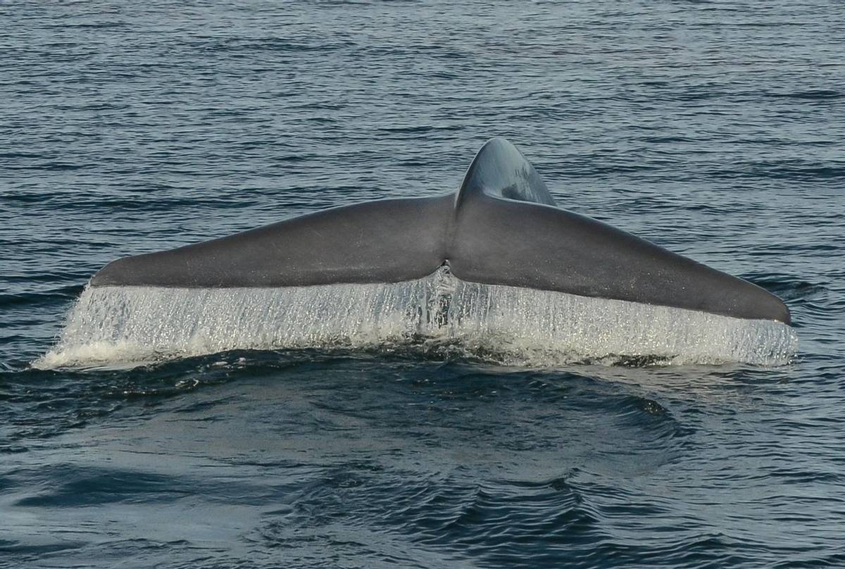 Blue Whale Fluke (Tim Melling) .jpg
