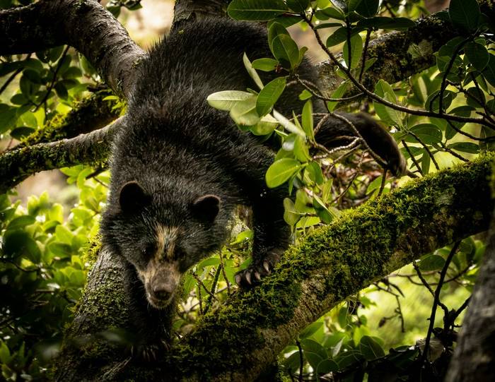 Spectacled Bear © Francisco Muñoz (12).jpg