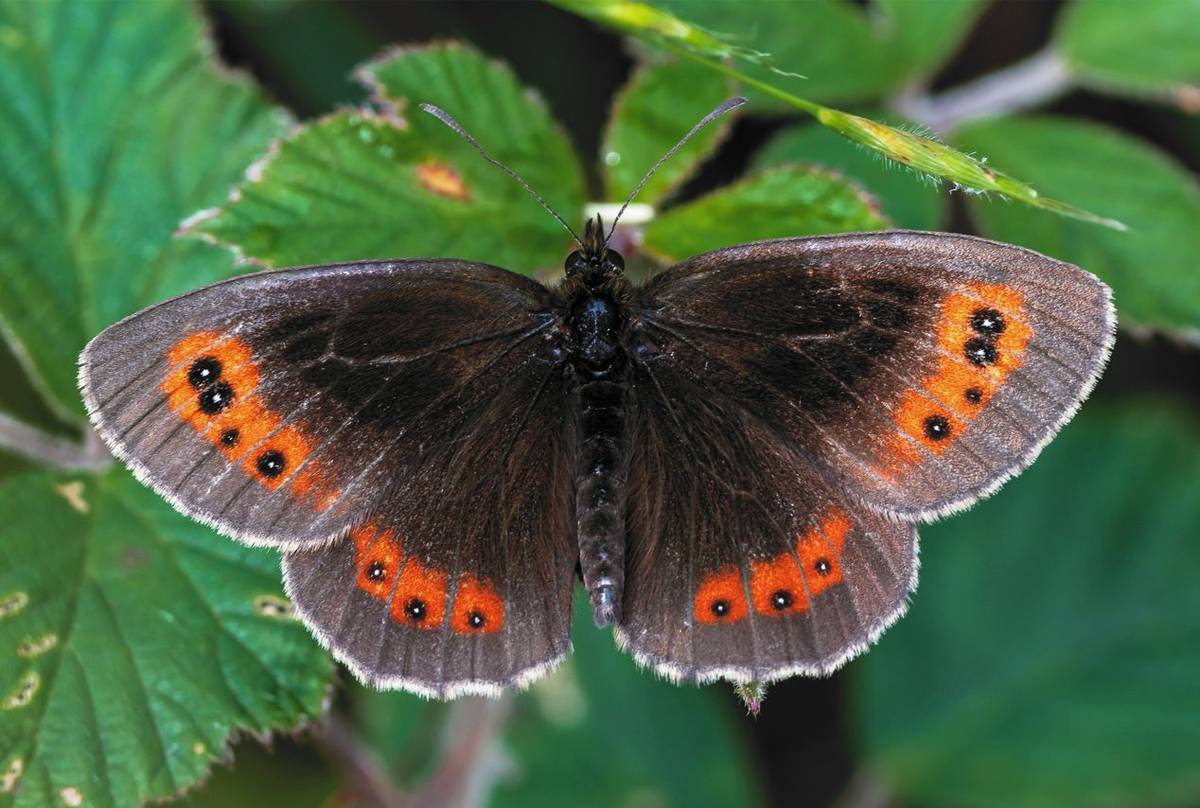 Scotch-Argus-shutterstock_1604897761.jpg