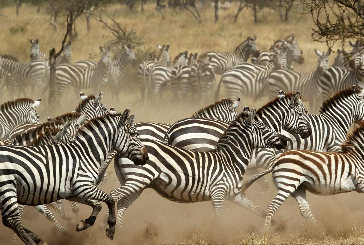 Plains Zebra