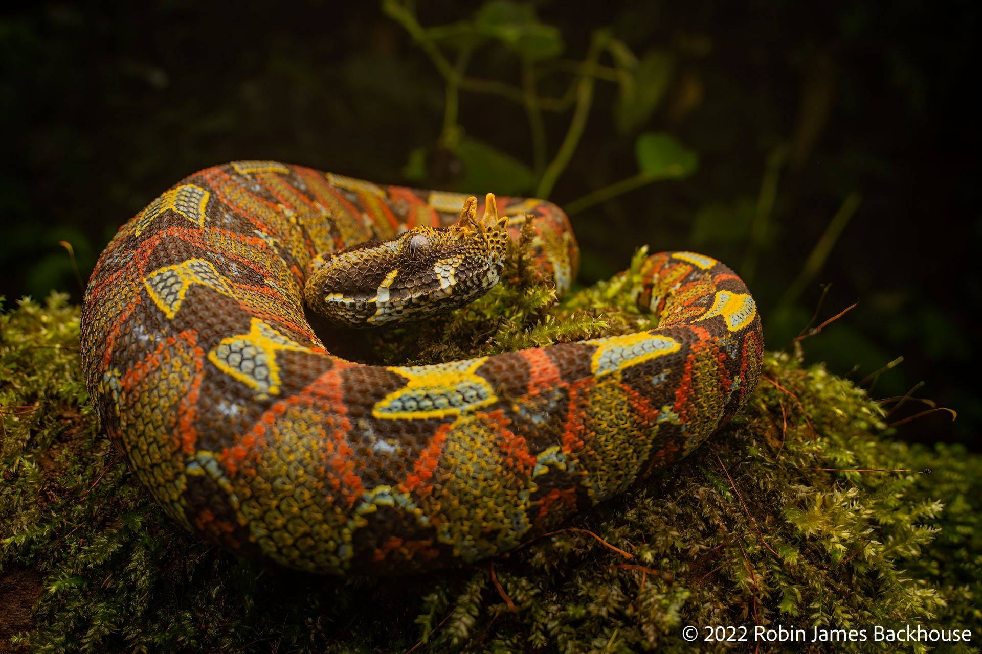 Hairy Bush Viper (Atheris hispida), Uganda 2023. This was the second Hairy  Bush Viper we found, in a second location, on a very…