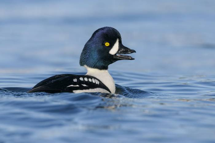Barrow's Goldeneye shutterstock_553354045.jpg