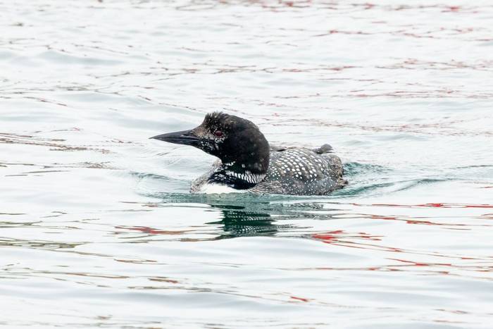 Great Northern Diver, Lerwick (Sara Frost).jpg