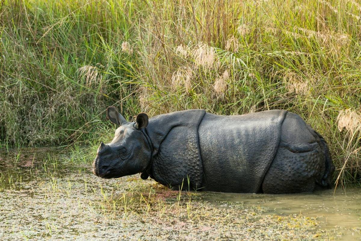 Wild Rhino (In Chitwan NP, Nepal) Shutterstock 69082825