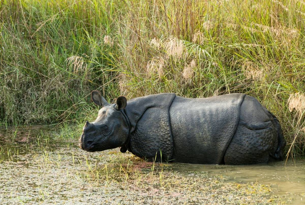 Wild Rhino (In Chitwan NP, Nepal) Shutterstock 69082825