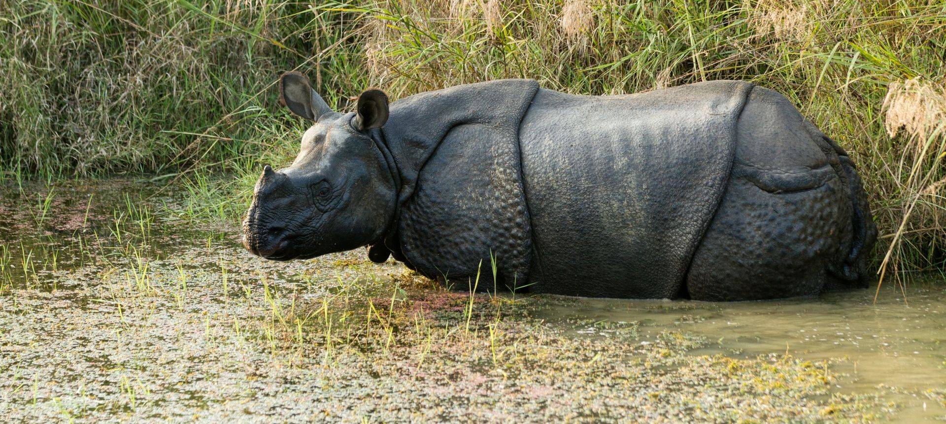 Wild Rhino (In Chitwan NP, Nepal) Shutterstock 69082825