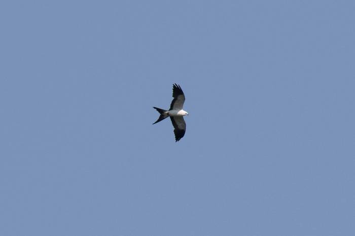 Swallow-tailed Kite (Chris Hutchinson)