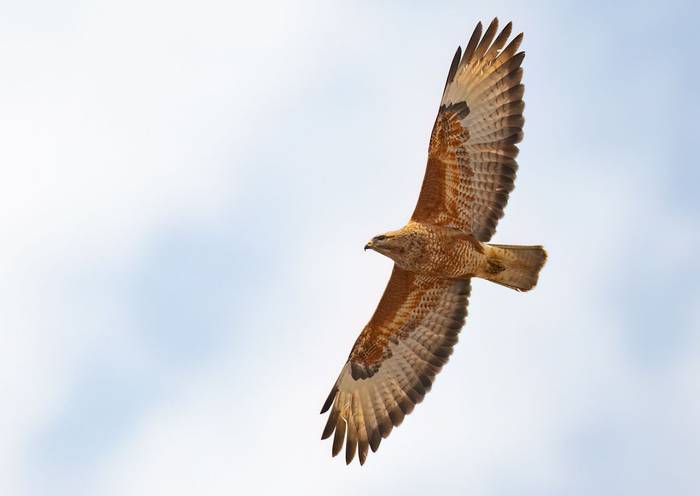 Steppe Buzzard © Chris Griffin, April 2024