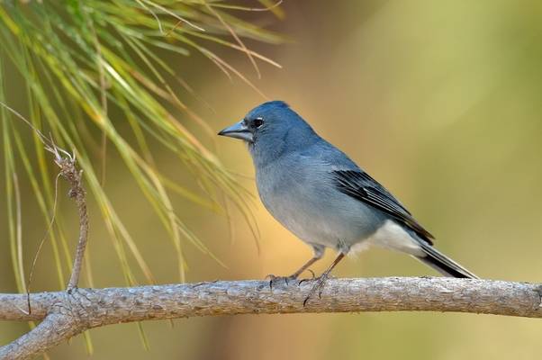 Blue Chaffinch shutterstock_524621368.jpg