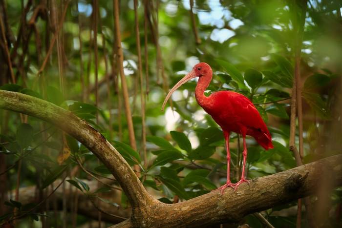 Scarlet Ibis, Trinidad and Tobago shutterstock_348348506.jpg