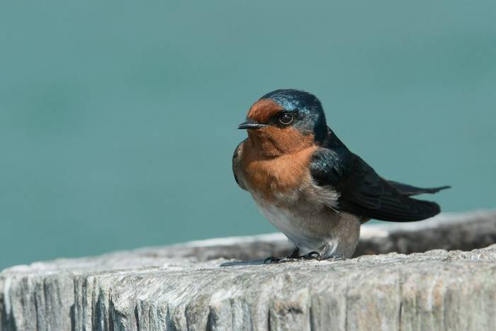 Pacific Swallow