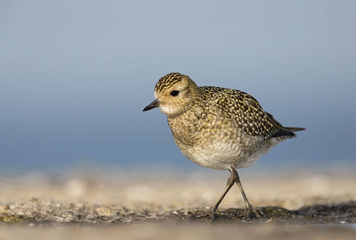 Golden Plover (winter) shutterstock_1190293849.jpg