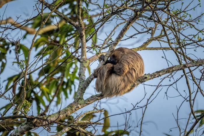 Linnaeus's Two-toed Sloth © A J Bradshaw, March 2026 tour
