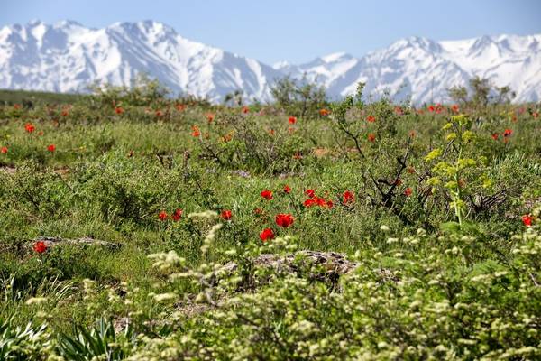 Tulip Meadows Of Kazakhstan And The Tien Shan Mountains Shutterstock 228801508