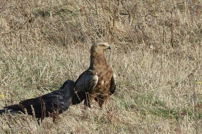 Lesser Spotted Eagle and Raven (Tom Mabbett)