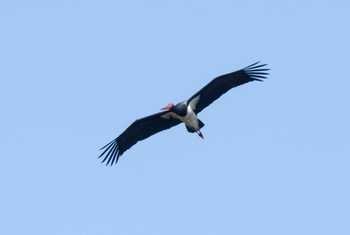 Black Stork (Alexander Barclay)