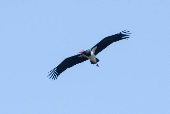 Black Stork (Alexander Barclay)