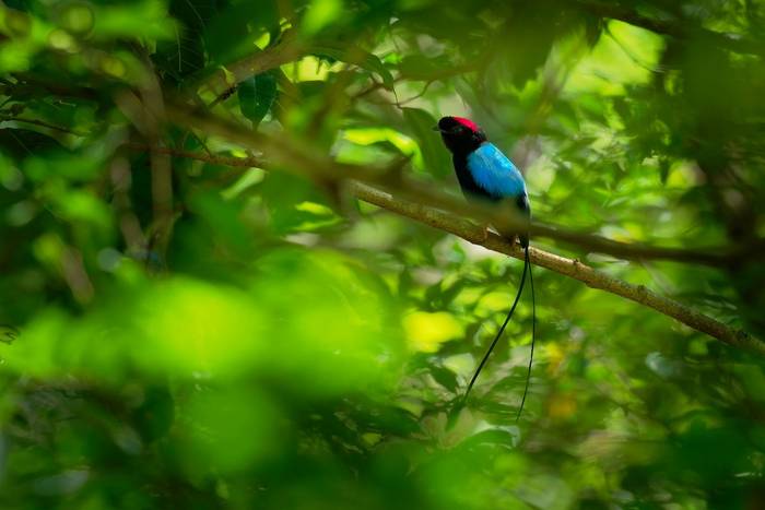 Long-Tailed Manakin, Guatemala shutterstock_1278396991.jpg