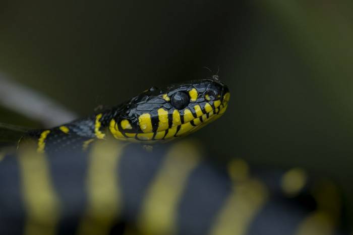 Mangrove Snake (Boiga dendrophila) © C.Ryan