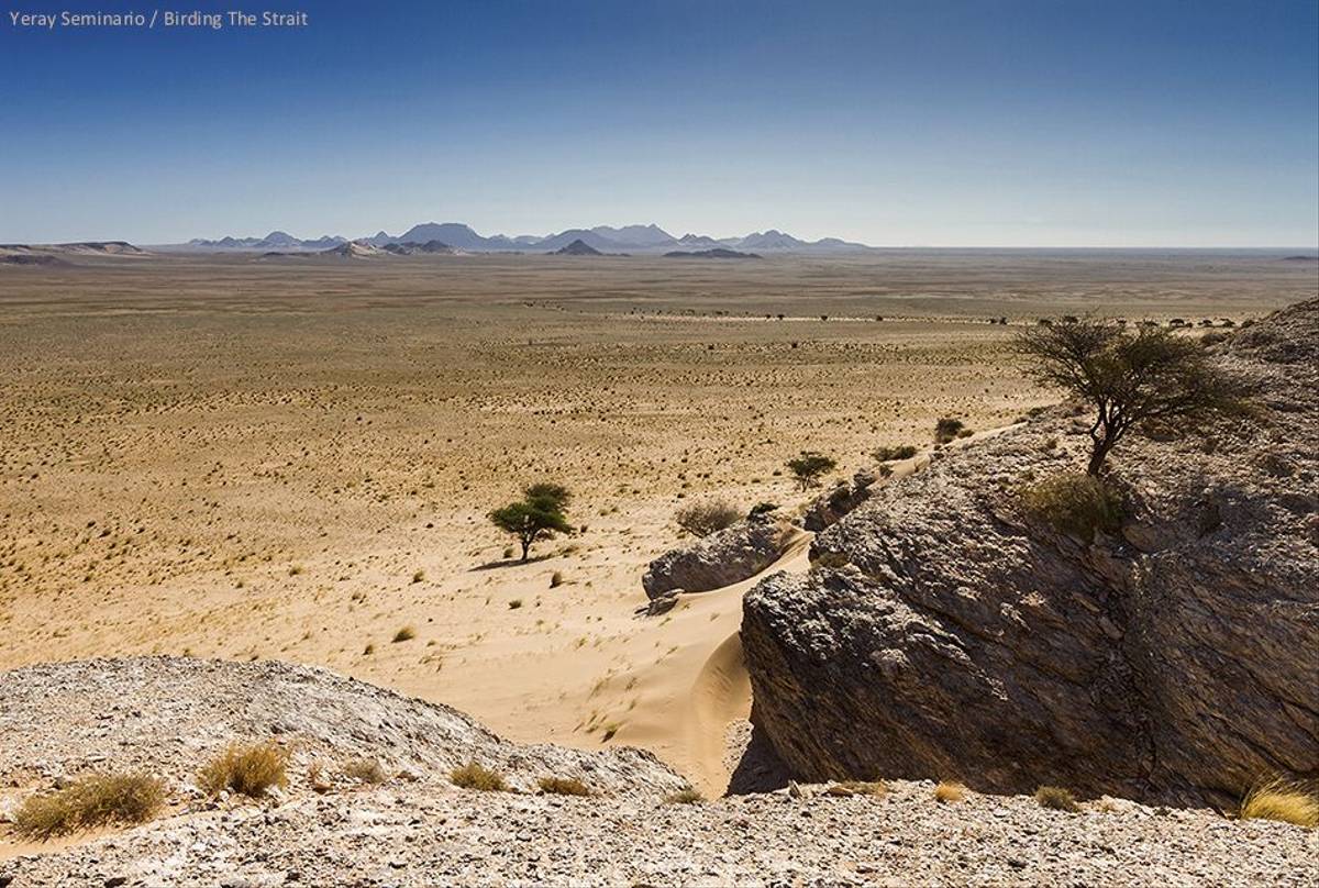 Western Sahara's Desert Wildlife (Mammals) - Naturetrek