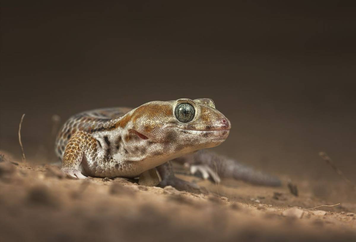 Wonder Gecko, Kazakhstan shutterstock_285575240.jpg