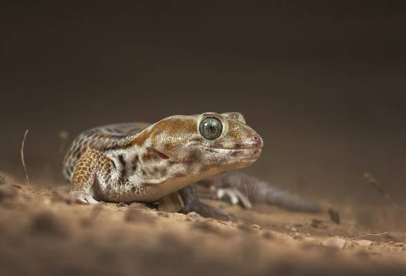 Wonder Gecko, Kazakhstan shutterstock_285575240.jpg