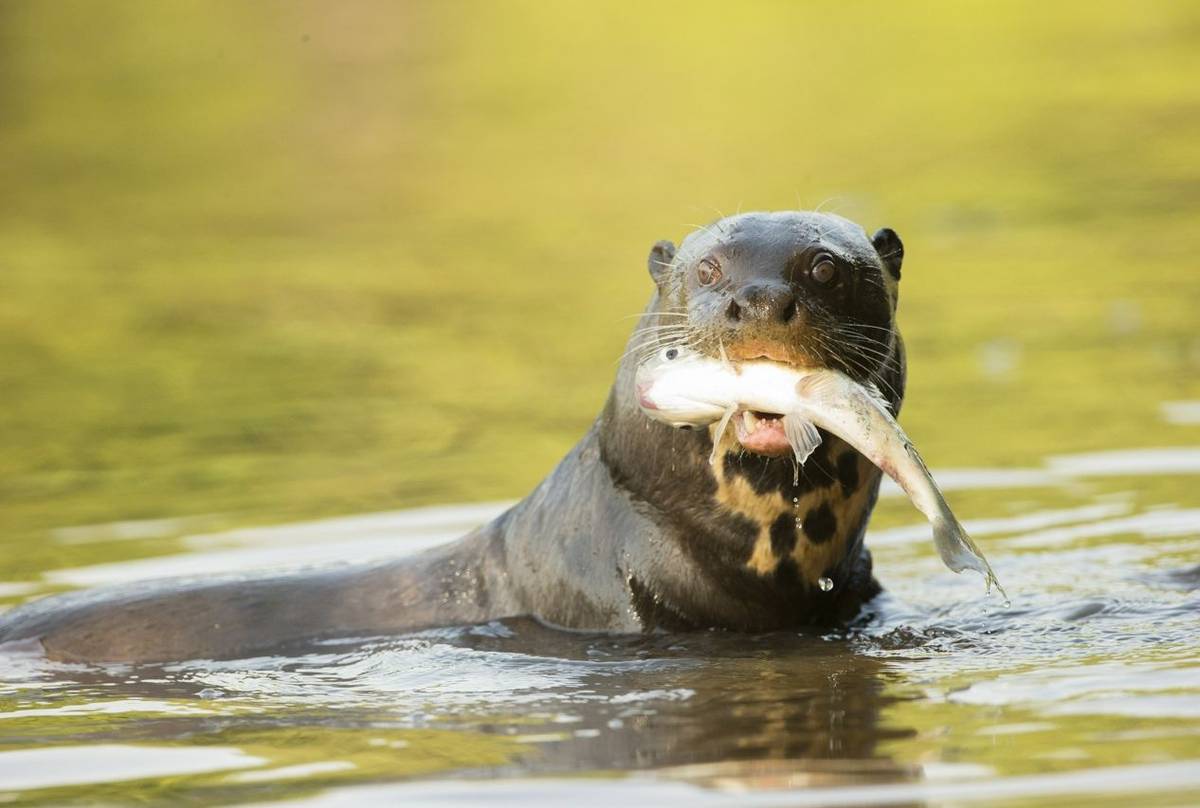 Giant River Otter