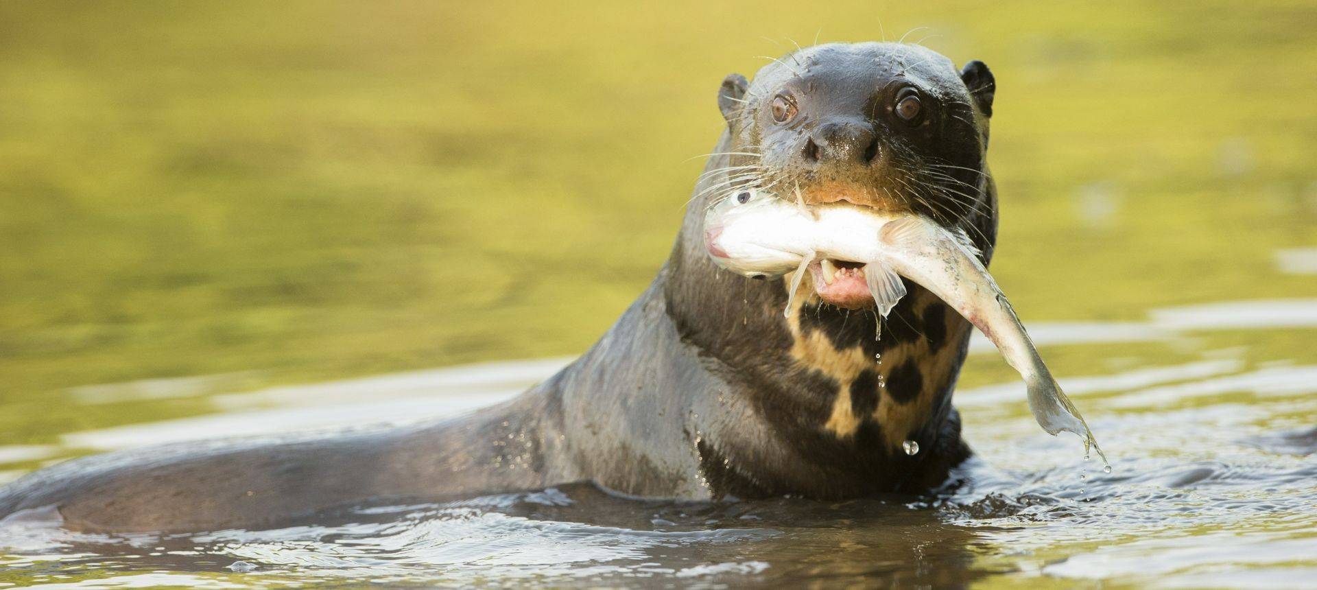 Giant River Otter