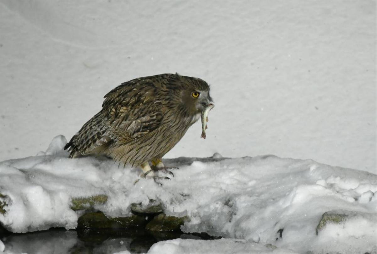 Blakinston's Fish Owl