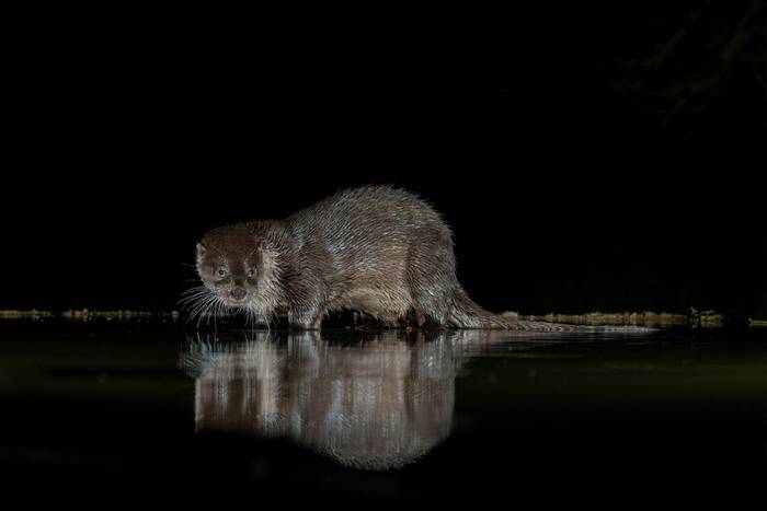 Otter (Paul McDougall).jpg