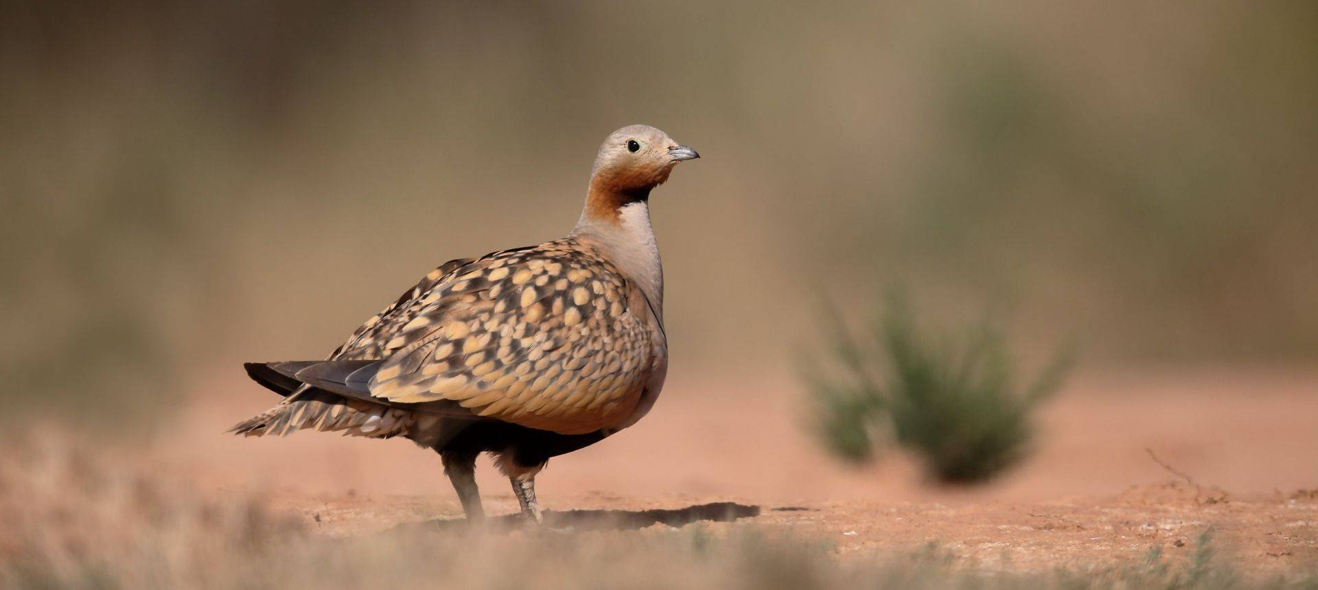 Black Bellied Sandgrouse Shutterstock 459871672