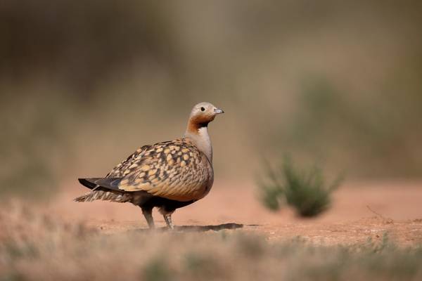 Black Bellied Sandgrouse Shutterstock 459871672