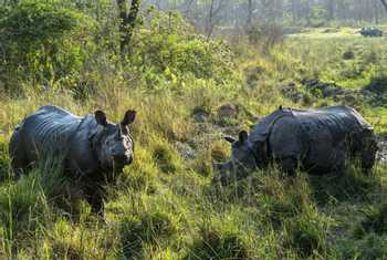 Indian Rhinoceroses, Chitwan National Park, Nepal shutterstock_686021875.jpg